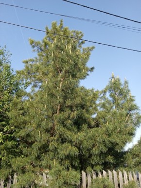 ул. Полынная,29 в Видном - vidnoe.yutvil.ru - фото 18